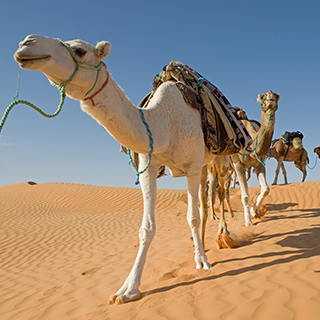 Camels